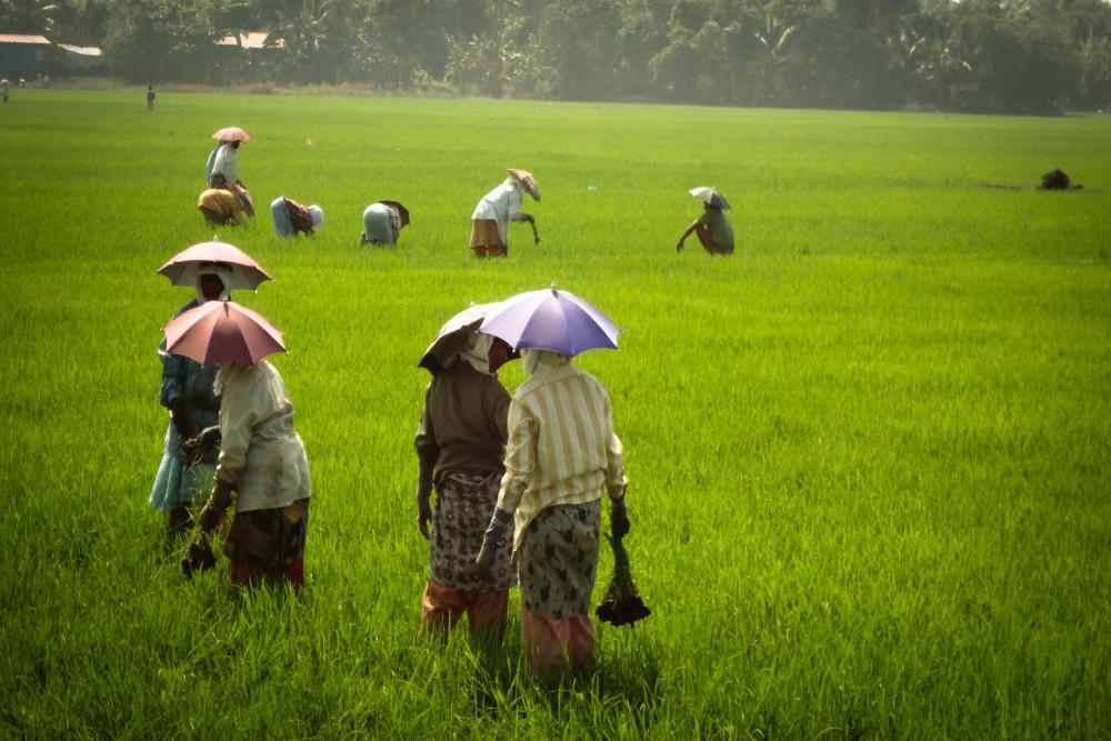 Kuttanad (11).jpg